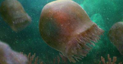Предшественники динозавров. Ученые нашли прекрасно сохранившуюся медузу возрастом 500 млн лет (фото) - focus.ua - Украина - Канада