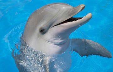 Шотландец случайно нашел 8000-летнего дельфина у себя в саду - charter97.org - Белоруссия - Шотландия