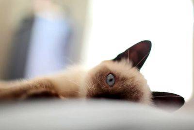 Ваш питомец может спасти вам жизнь: как кошка предупреждает своих хозяев об опасности - ukrainianwall.com - Украина