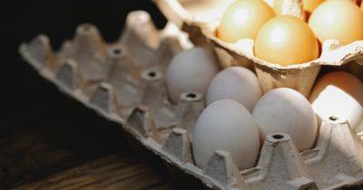 Переплюнули Минобороны: поселковый совет на Волыни планировал закупить яйца по 50 гривен (фото) - focus.ua - Украина - Волынская обл.