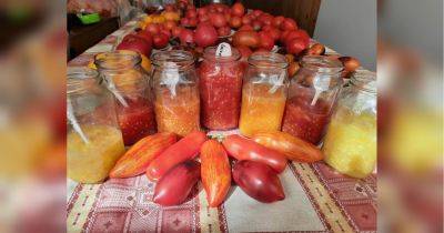 Процесс брожения увеличивает жизнеспособность: как правильно собирать семена томатов - fakty.ua - Украина