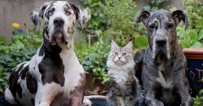 Шпионы животного мира. Ученые рассказали, чьи эмоции проще считать: кошек или собак - focus.ua - Украина