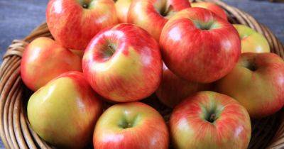 Всего одно яблоко в день укрепит здоровье: ученые рассказали, так ли это на самом деле - focus.ua - Украина - штат Теннесси