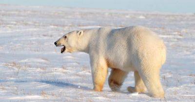 Секреты отпечатков лап: ученые смогли идентифицировать ДНК белых медведей по их следам - focus.ua - Украина - штат Айдахо - Арктика