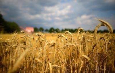 Украина экспортировала более 3,6 млн тонн зерновых - korrespondent.net - Украина