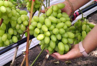 Налитые грозди вам подскажут: как понять, что виноград созрел для сбора урожая - ukrainianwall.com - Украина - Виноград