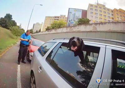 Житель Праги оставил собаку на жаре в машине, а затем нагло врал полиции: видео - vinegret.cz - Чехия - Прага