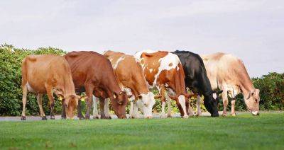Государства ЕАЭС будут оценивать племенной крупный рогатый скот по новым методикам - produkt.by - Россия - Белоруссия