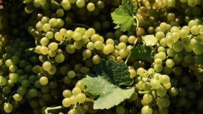 В Согде назвали причину подорожания винограда - dialog.tj - Таджикистан - Согдийская обл.