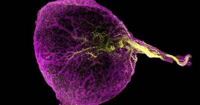 Начало всего. Ученые наконец-то поняли, зачем человеческим эмбрионам нужен желточный мешок - focus.ua - Украина - Англия