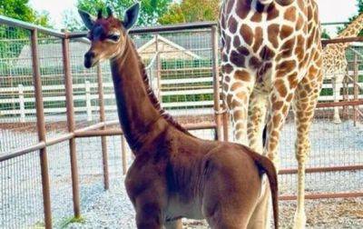 В зоопарке США родился уникальный жираф - korrespondent.net - США - Украина - Токио - Кения - Эфиопия - Сомали