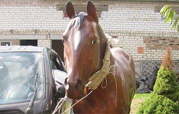 Белорус продает искусственную лошадь в натуральную величину - charter97.org - Россия - Белоруссия - Германия - Польша