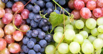 Какой виноград выбрать: польза и вред ягоды для здоровья - dsnews.ua - США - Украина - шт. Колорадо - Виноград