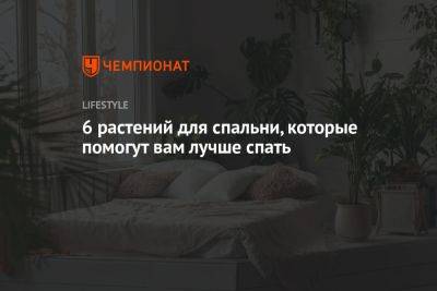 6 растений для спальни, которые помогут вам лучше спать - championat.com