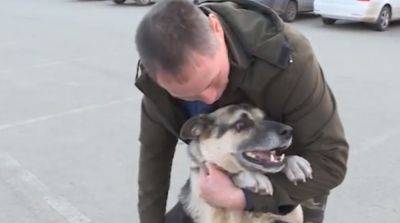 Настоящий друг любого рыбака: собака показала, как нужно ловить рыбу и удивлять уловом - hyser.com.ua - Украина