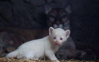 В зоопарке Никарагуа родилась пума-альбинос - korrespondent.net - Украина - Никарагуа