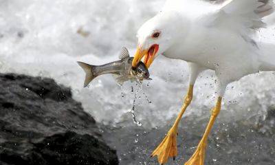 Вот это вредитель: птица бросила рыбу на трансформаторную будку. Теперь 2 тысячи человек сидят без света - hyser.com.ua - США - Украина - Киев - шт.Нью-Джерси