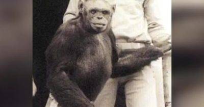 Легенда о "гуманзе": что известно о детеныше человека и шимпанзе, якобы родившемся в 1920-х годах - focus.ua - США - Украина - шт.Флорида