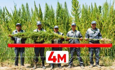 RS SUCCESS AGRO бьет рекорды по выращиванию технической конопли. Растения уже достигли поразительной высоты в 4 метра - podrobno.uz - Узбекистан