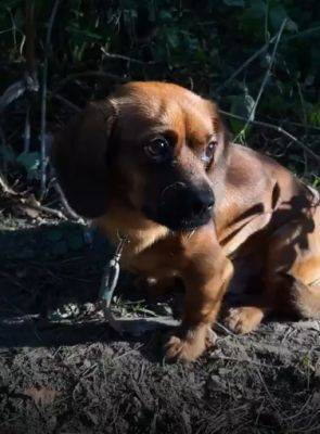 В Харькове спасли щенка, который сутки просидел привязанным в лесу (видео) - objectiv.tv - Харьков