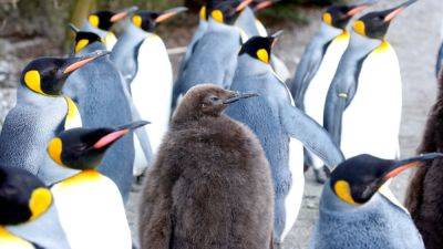 Таяние льдов привело к массовой гибели пингвинят - svoboda.org - Россия - Англия - Антарктида