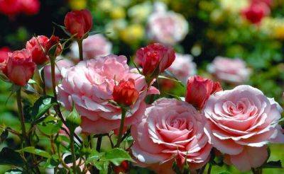О чем говорят пятна на цветках розы и обязательно ли это признак болячки - hyser.com.ua - Украина