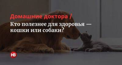 Кто полезнее для здоровья — кошки или собаки? - nv.ua - Украина