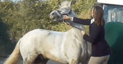 Била кулаками по морде: женщину судят за то, что она наказала пони (фото) - focus.ua - Украина - Англия - Великобритания