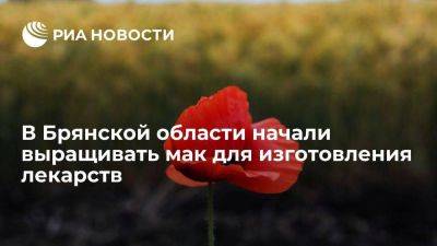 Александр Богомаз - В Брянской области выращивают мак для обеспечения лекарственной безопасности - smartmoney.one - Москва - Россия - Брянская обл. - Европа