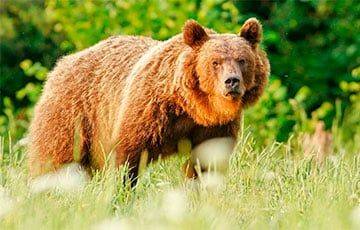 «Медведица сразу стала на задние лапы — и ко мне» - charter97.org - Белоруссия