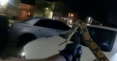 Бодикамера зафиксировала борьбу полицейского с огромной змеей на парковке на видео - focus.ua - США - Украина - Техас