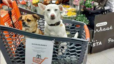 Супермаркет в Финляндии: собакам тут рады - ru.euronews.com - Финляндия