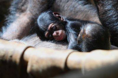 В чешском зоопарке родился детеныш редкого шимпанзе - vinegret.cz - Чехия - Острава - Буркина-Фасо - Бенин