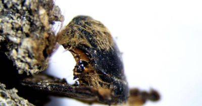 Ключи к древней катастрофе. Пчелы мумифицировались в коконах 3 000 лет назад: что нашли ученые - focus.ua - Украина - Португалия - Находка