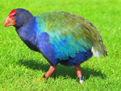 Доисторическая птица, когда-то считавшаяся вымершей, вернулась в Новую Зеландию - unn.com.ua - Украина - Киев - Новая Зеландия