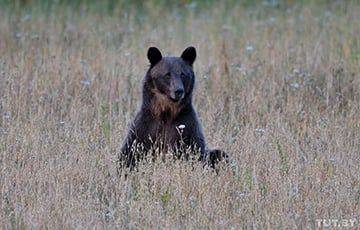 В Беларуси охотники хотят начать отстрел медведей - charter97.org - Белоруссия - Минск