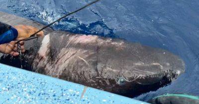 Способна прожить 500 лет: рыбаки нашли древнюю полуслепую арктическую акулу (фото) - focus.ua - Украина - шт.Флорида - Белиз