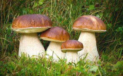 Прогноз специалистов по грибам: что ждать в этом сезоне - obzor.lt - Латвия
