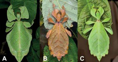 Мастера маскировки. Ученые обнаружили 7 новых видов насекомых, похожих на "живые листочки" (фото) - focus.ua - Украина - Индия