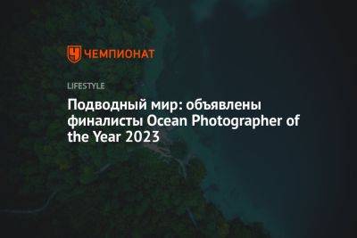 Подводный мир: объявлены финалисты Оcean Photographer of the Year 2023 - championat.com - США - Мексика - шт.Флорида - Антарктида - Гренландия - штат Гавайи - шт. Калифорния - Индонезия - Французская Полинезия - Мальвинские Острова