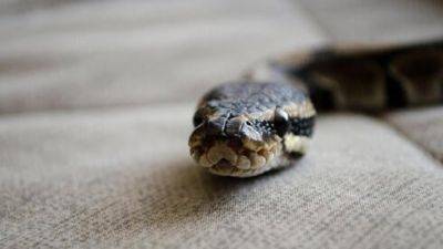 Видео: ядовитая змея заползла в магазин Кирьят-Бялика. Как себя вести - vesty.co.il - Израиль