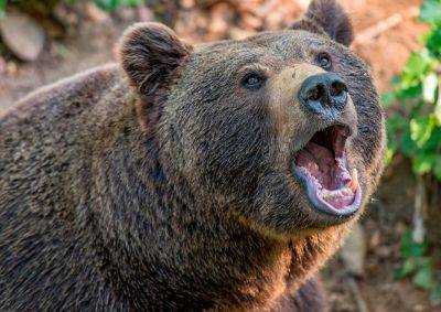 В Чехии турист запечатлел схватку медведя и кабана в лесу: видео - vinegret.cz - Чехия