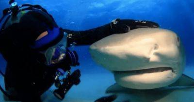 "Всегда может меня съесть": дайвер назвал акулу Эмму своей лучшей подругой (видео) - focus.ua - США - Украина - шт.Флорида