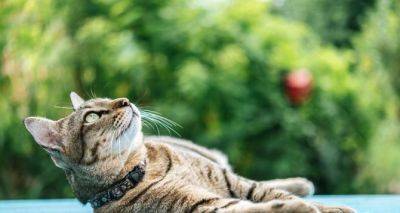 О чем предупреждает кошка, когда ложится на пороге дома: приметы и суеверия - cxid.info