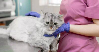 На Кипре спасают кошек от коронавируса: домашним любимцам дают человеческие лекарства - focus.ua - Украина - Англия - Кипр
