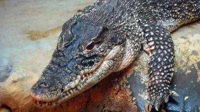 Крокодил провел ночь под кроватью спящего мужчины в Индии - obzor.lt - Индия - India - Ямайка - штат Уттар-Прадеш - Кингстон