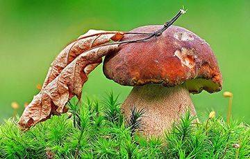 Белорусы собирают рекордные урожаи грибов - charter97.org - Белоруссия - Бобруйск - район Верхнедвинский - район Вилейский