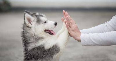 Укрепить здоровье на месяцы вперед: почему так полезно гладить чужих собак - focus.ua - Украина - Австралия