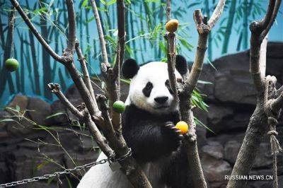 Китайские археологи нашли первое захоронение панды в 2000-летней гробнице династии Хань - unn.com.ua - Китай - Украина - Киев - Сиань