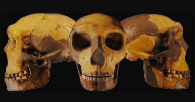 Совершенно новый человек на Земле. В Китае обнаружили древний череп, не похожий ни на что другое (фото) - focus.ua - Китай - Украина - Англия - Испания